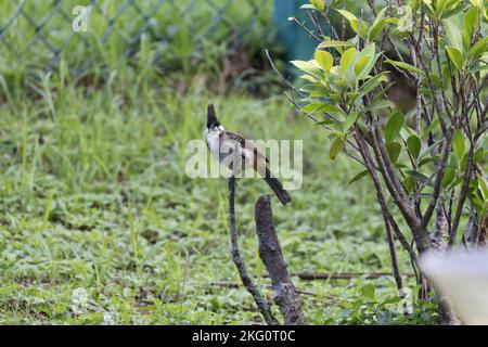 Un bul dalla testa sooty che si appollaiava su legno Foto Stock