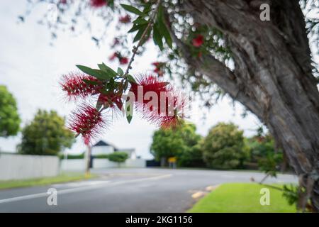 Fiori rossi (Callistemon) in piena fioritura. Auckland. Foto Stock