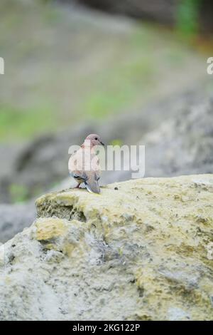 un piccione seduto sulla roccia, uccello sulla roccia, uccello sulla montagna, uccello seduto, uccello ridente colomba, Foto Stock