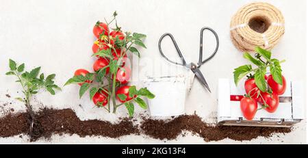 Ciclo di vita della pianta di pomodoro. Fasi di crescita dal seme alla pianta da fiore e fruttata con pomodori rossi maturi su sfondo bianco. Vista dall'alto. Foto Stock