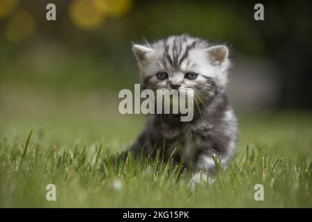 Udienza British Shorthair Kitten Foto Stock