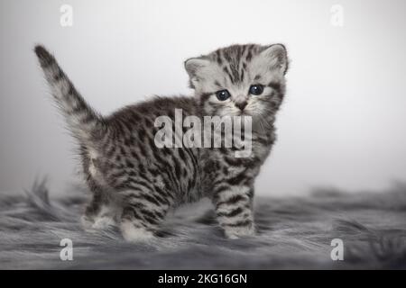 Gattino britannico Shortait Foto Stock