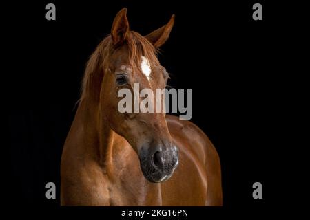 Sport tedesco Ritratto di cavallo Foto Stock