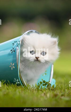 Gattino longhair britannico in piedi Foto Stock