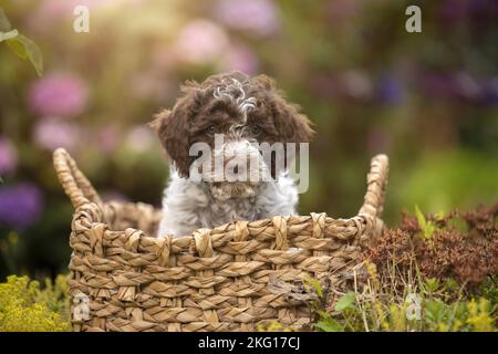 Lagotto Romagnolo cucciolo Foto Stock