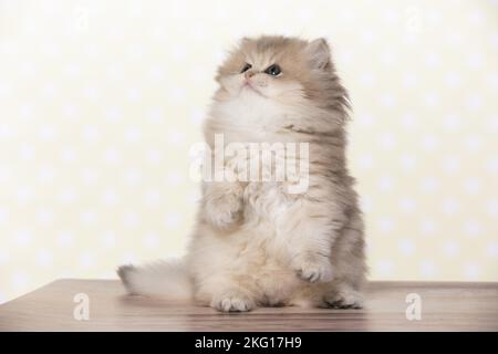 Inglese seduto Longhair Kitten Foto Stock