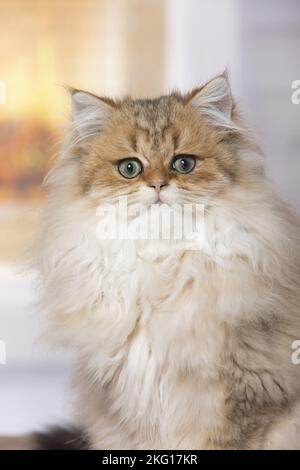 Ritratto di Longhair britannico Foto Stock