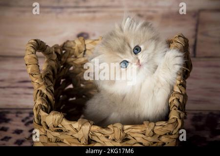 British Longhair Kitten nel cestino di vimini Foto Stock