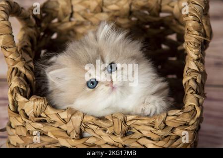 British Longhair Kitten nel cestino di vimini Foto Stock