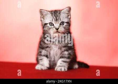 Udienza British Shorthair Kitten Foto Stock