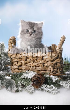 British Longhair Kitten in un cestino Foto Stock