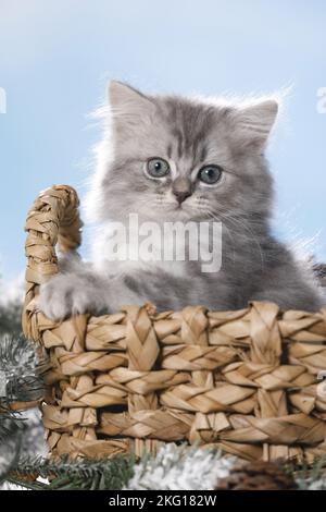 British Longhair Kitten in un cestino Foto Stock