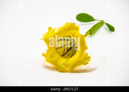 Solandra maxima è una pianta fiorita della famiglia delle Solanacee. Ha fiori gialli molto grandi e foglie lucide. Riferimento: Wikipedia Foto Stock