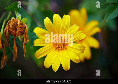 Vista ravvicinata del fiore di un albero marigold che fiorisce nel campo Foto Stock