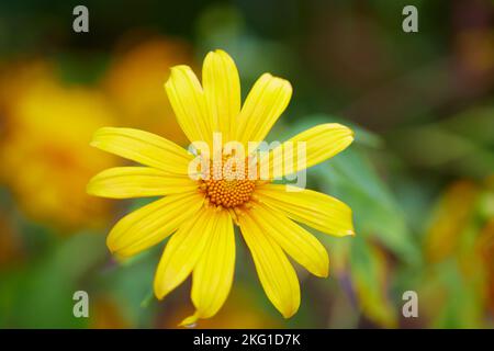 Vista ravvicinata del fiore di un albero marigold che fiorisce nel campo Foto Stock