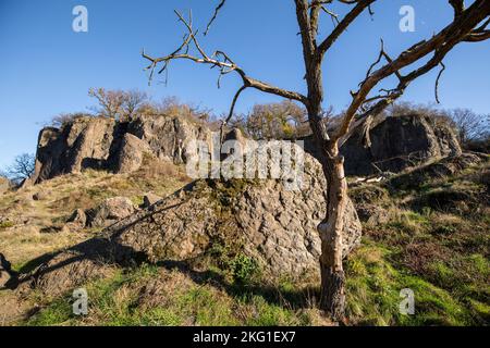 Parete rocciosa del monte Stenzelberg nella catena montuosa di Siebengebirge vicino a Koenigswinter, la montagna serviva come cava per latite di quarzo fino al Foto Stock