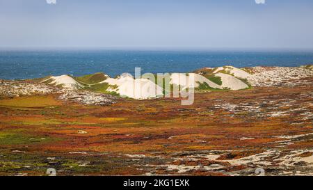 La costa dell'oceano pacifico settentrionale in California con le belle dune di sabbia coperte dal fico hottentot nei colori arancione, rosso, fronte Foto Stock