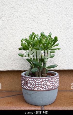 Gollum Jade Plant, una specie di Crassula nota anche come spighe di Shreks Foto Stock