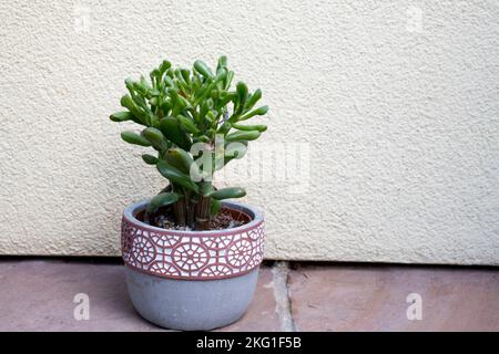 Gollum Jade Plant, una specie di Crassula nota anche come spighe di Shreks Foto Stock