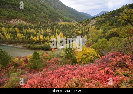 Colori autunnali tra cui foglie rosse di Smoketree, Cotinus coggygria, nella valle del Verdon e Gorge Alpes-de-Haute-Provence Francia Foto Stock