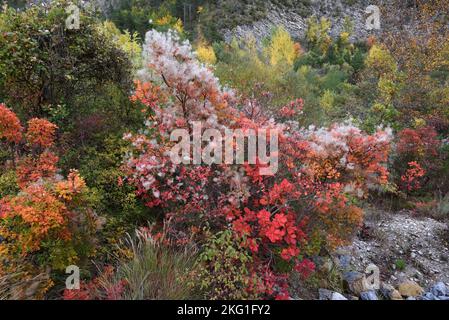 Foglie d'autunno rosse Foliage & Seedheads of European Smoketree, Cotinus coggygria, aka Smoke Bush, Venetian Sumach o Dyers Sumac Foto Stock