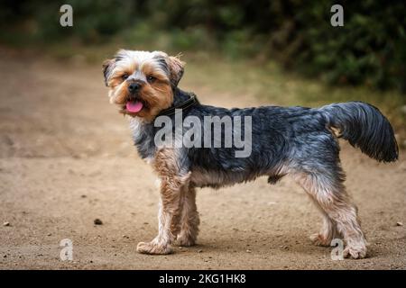 Yorkshire Terrier in piedi guardando la macchina fotografica su un sentiero Foto Stock