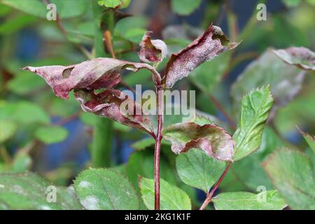 Malattia fungina muffa in polvere su una pianta di rosa. Placca bianca su foglie e steli. Foglie asciutte arricciate. Malattie della pianta. Primo piano. Foto Stock