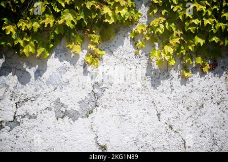 Ivy su un muro bianco a Pau, Francia. Foto Stock