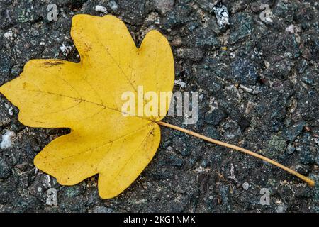Epsom, Surrey, Londra Regno Unito, novembre 19 2022, foglie d'autunno caduto giallo dorato sdraiate sul terreno senza persone Foto Stock