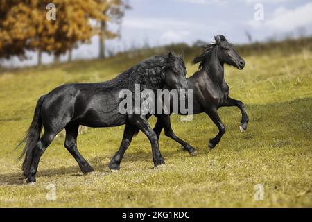 Cavallo friesiano su un prato Foto Stock