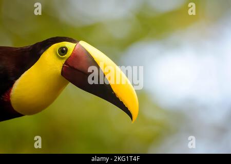 Ritratto toucan mandibled nero (Ramphastos ambiguus), Costa Rica. Foto Stock