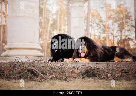 Cane mastiff tibetano nel parco in autunno. Stagione autunnale Foto Stock