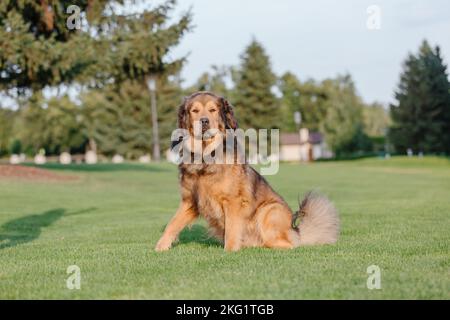 Mastiff tibetano di razza canina che corre sull'erba Foto Stock