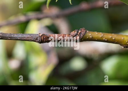 La lesione del canker della pera o del canker della nectria (Neonectria ditissima) provoca necrosi sul legno periferico e sulle foglie, Berkshire, settembre Foto Stock