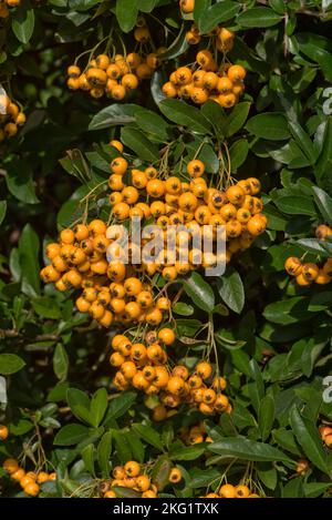 Attraente e profuso giallo-arancio bacca matura come le pomes del fuoco spugnoso (Pyracantha spp.) cespuglio nel giardino di inizio autunno, Berkshire settembre Foto Stock