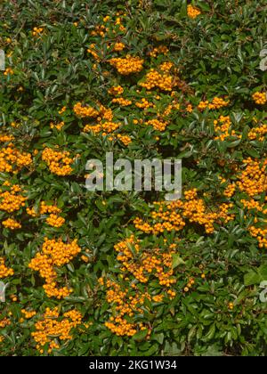 Attraente e profuso giallo-arancio bacca matura come le pomes del fuoco spugnoso (Pyracantha spp.) cespuglio nel giardino di inizio autunno, Berkshire settembre Foto Stock