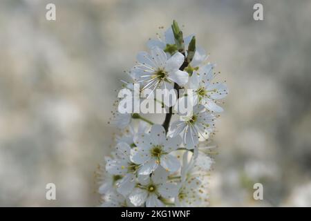 Albero bianco primo piano su sfondo bianco. Sfondo bianco naturale, messa a fuoco selettiva primo piano con sfondo bokeh bianco sfocato Foto Stock