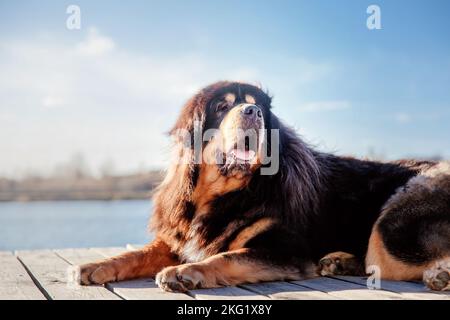 Cane mastiff tibetano nel parco in autunno. Stagione autunnale Foto Stock