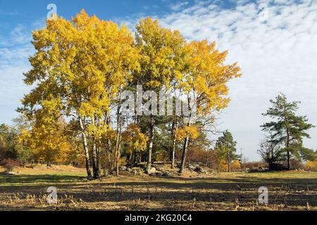 Populus tremula, chiamato come comune aspen, eurasiatica aspen, europeo aspen, o quaking aspen, autunnal panorama Foto Stock