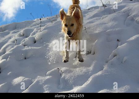 Il cane del Golden Retriever eccitato che salta giù una collina nella neve. Concetto per il diem carpe Foto Stock