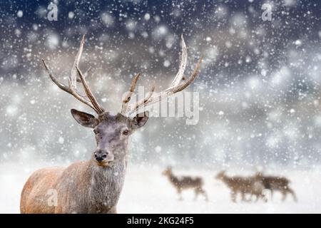 Un cervo adulto con grandi e belle corna su un campo innevato con altri cervi sullo sfondo. Paesaggio faunistico con neve e fiocchi di neve in discesa Foto Stock