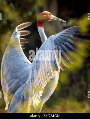 sarus gru o Grus antigone uccello ritratto o primo piano con apertura alare completa o comportamento flapping in inverno mattina al parco nazionale keoladeo bharatpur Foto Stock