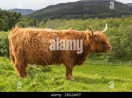 Highland Cattle, presso Ruthven Barracks, Kingussie, Cairngorm National Park, Scozia Foto Stock