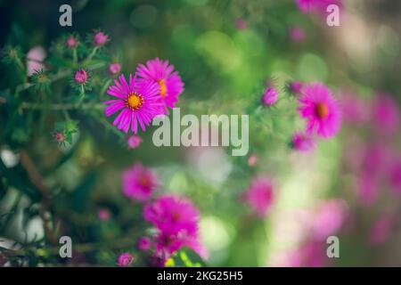 Splendidi fiori rosa in un giardino fiorito su uno sfondo verde sfocato Foto Stock