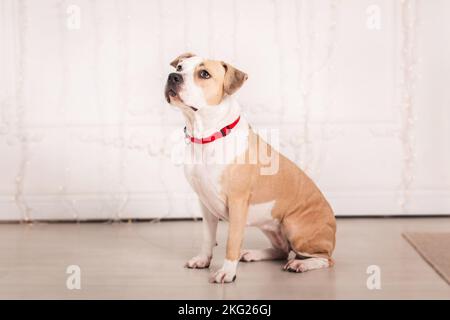 Carino americano Staffordshire terrrier cane all'interno Foto Stock