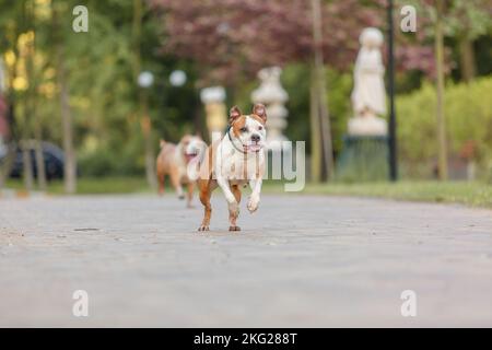 Cane che corre. Razza di cane Staffordshire Terrier. Cane correre sull'erba in estate Foto Stock