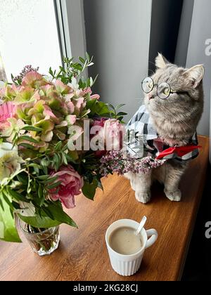 Gatto grigio dritto scozzese con occhiali, camicia e cravatta rossa in vacanza sembra un Signore. Animali domestici in appartamento si affaccia sulla finestra con caffè, fiori, bouquet Foto Stock
