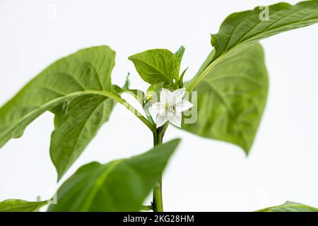 Peperoni crescenti da semi. Fase 9 - primi fiori, fiori Foto Stock