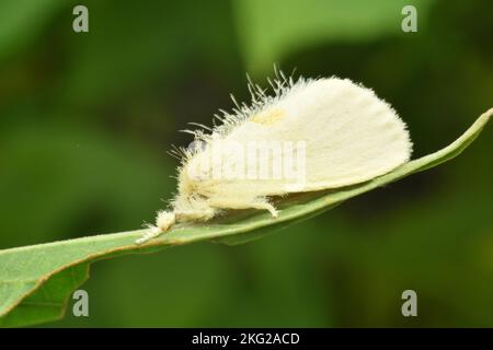 Falce di pelliccia bianca appoggiata su una foglia verde Foto Stock