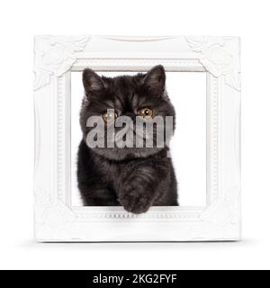 Eccellente gattino di gatto Shorthair esotico fumo nero, passando attraverso la cornice bianca vuota. Guardando verso la telecamera con testa rotonda e grande arancione e. Foto Stock